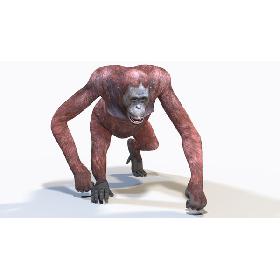 Orangutan Female Animated 3D model